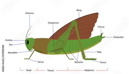 the grasshopper anatomy diagram showing parts of the grasshopper
