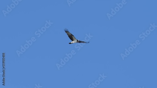 osprey in flight photo
