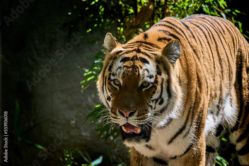 the siberian or amur tiger is a highly endangered species