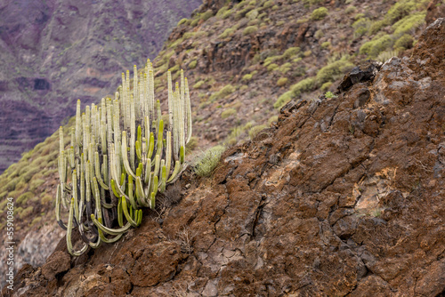 A Cactus Plant on a Mountain Slope in Los Gigantes, Canary Islands