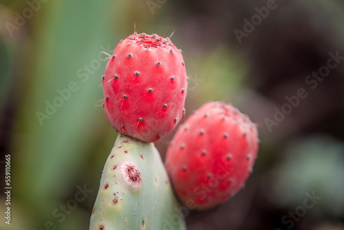 Close-up of Prickly Pear - Red and Ripe