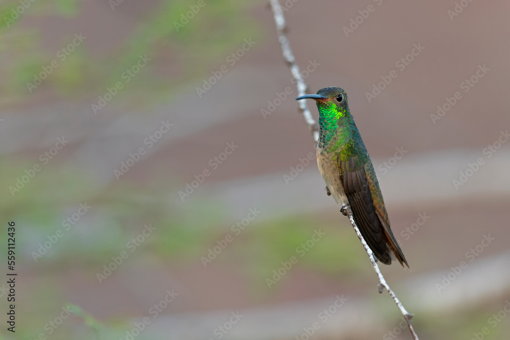 Fototapeta premium A buff-bellied hummingbird (Amazilia yucatanensis) perched on a branch resting.