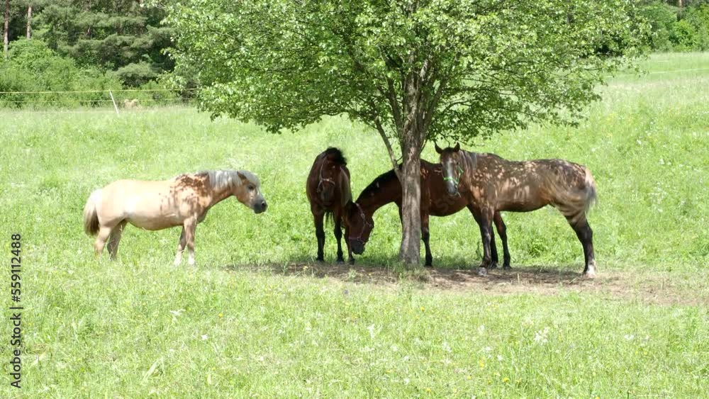 Brown horses in outdoor grass field pasture freely grazing on a meadow under the tree in 4K VIDEO. Organic farming, animal rights, back to nature concept. Brown horses in outdoor grass field pasture freely grazing on a meadow under the tree in 4K VIDEO. Organic farming, animal rights, back to nature concept.