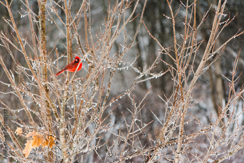 Cardinal in Icy Maple