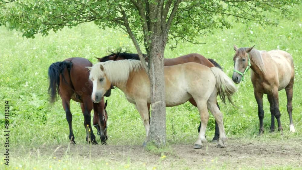 Brown horses in outdoor grass field pasture freely grazing on a meadow under the tree in 4K VIDEO. Organic farming, animal rights, back to nature concept. Brown horses in outdoor grass field pasture freely grazing on a meadow under the tree in 4K VIDEO. Organic farming, animal rights, back to nature concept.