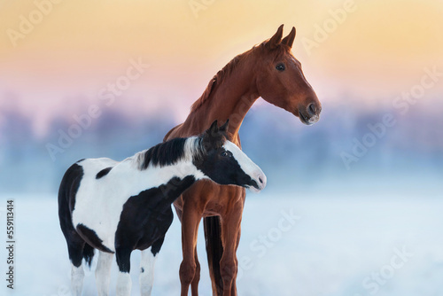 Quadro su tela Two horses together in winter