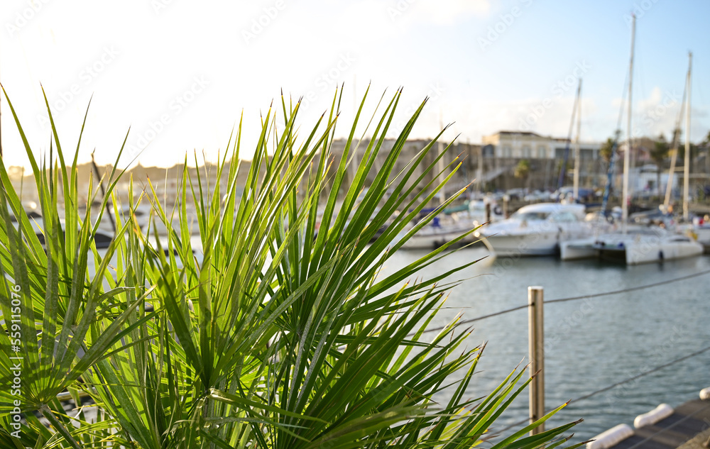 Fototapeta premium Palm in the harbor of Cascais, Portugal.