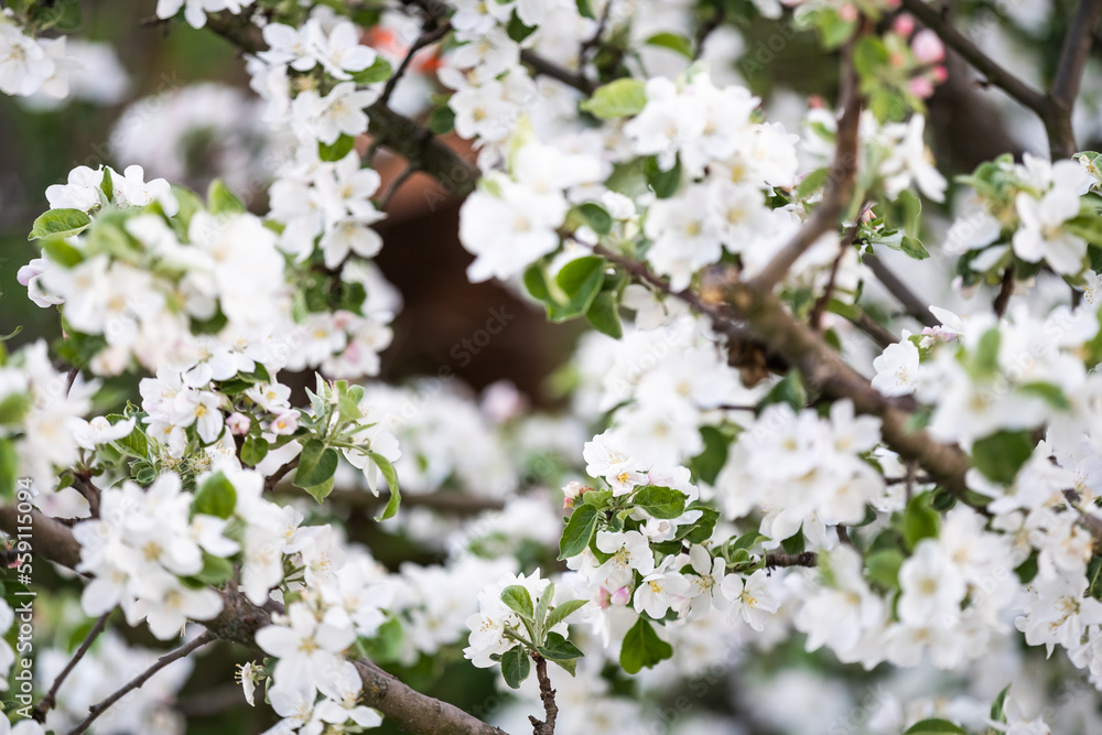Spring Cherry blossoms, the tree is blooming in the garden Spring Cherry blossoms, the tree is blooming in the garden