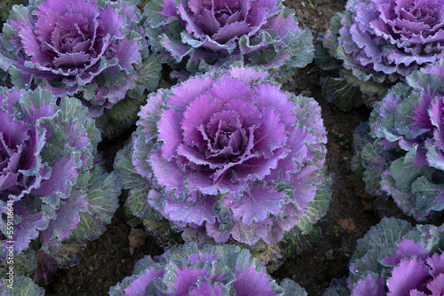 Colorful blooming ornamental cabbage flower (cauliflower) with dew drops in the garden