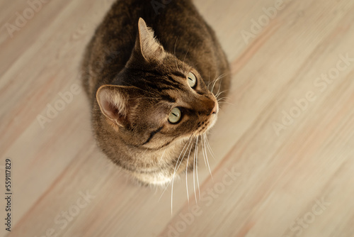 Portrait of a beautiful cat close-up with green eyes