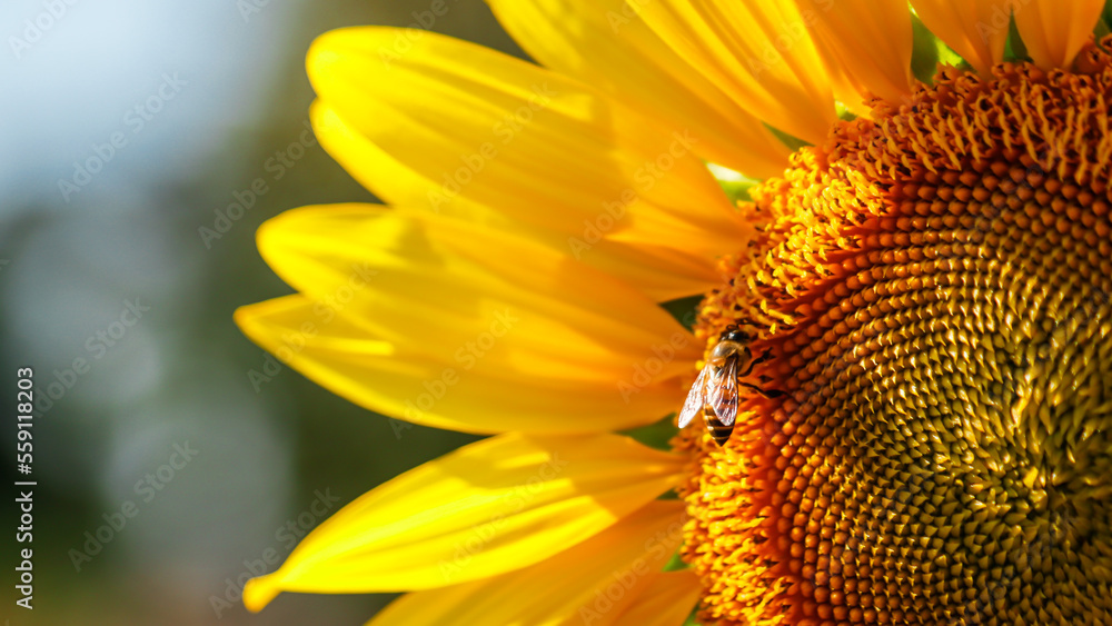 bee on sunflower bee on sunflower