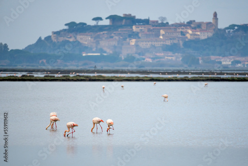 Quadro su tela Italy Tuscany Maremma Castiglione della Pescaia, natural reserve of Diaccia Botr