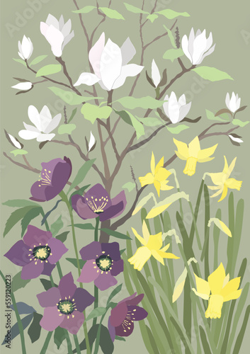 Spring flowers Magnolia, hellebores and daffodils in naturalistic composition. English springtime garden background.