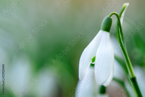 white snowdrops on green grass on a spring sunny day. Space for text. Early spring close-up flowers with bright sunlight