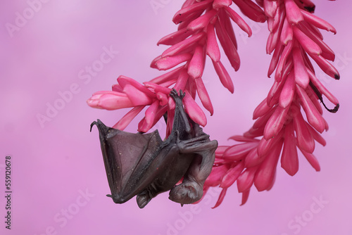 A mother short nosed fruit bat is resting while holding her young in a wildflower. This flying mammal has the scientific name Cynopterus minutus. photo