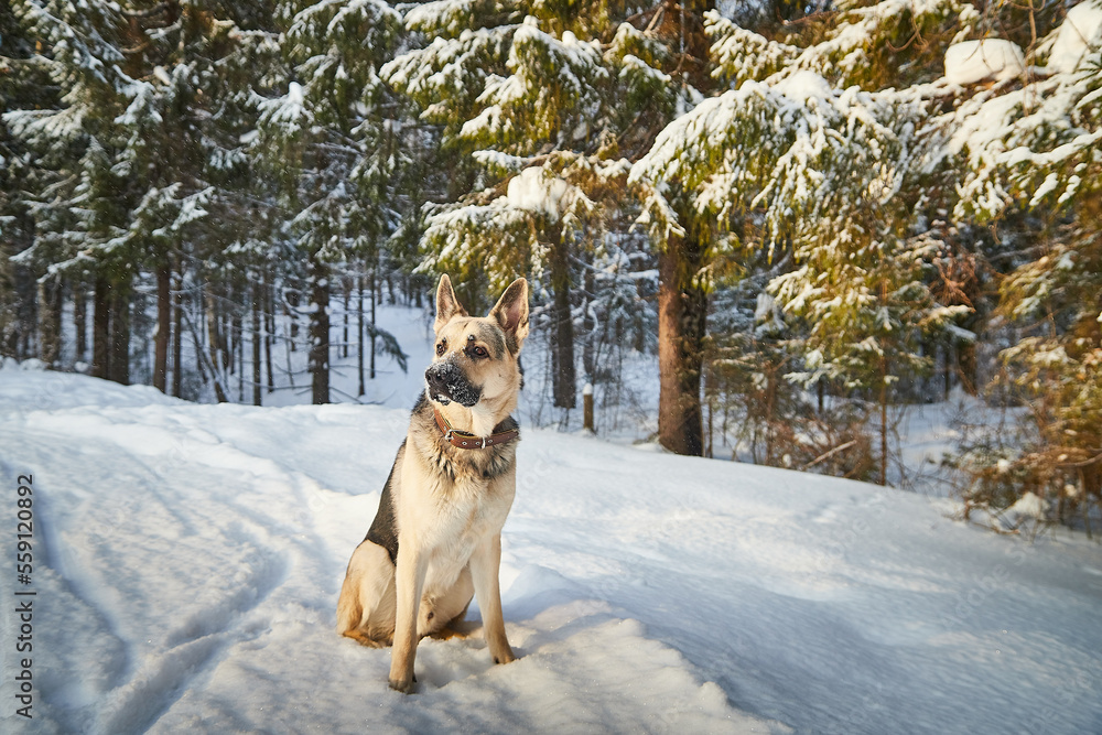 Naklejka premium Dog German Shepherd outdoors in the forest in a winter day. Russian guard dog Eastern European Shepherd in nature on the snow and white trees covered snow