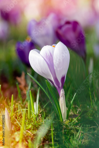 Beautiful wild crocus flowers on green grass on the sunny spring day. photo