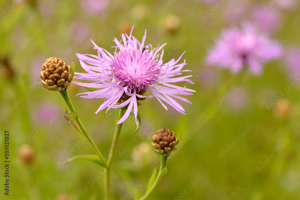 Macro of single Greater Knapweed flower (Centaurea scabiosa) with two buds Macro of single Greater Knapweed flower (Centaurea scabiosa) with two buds