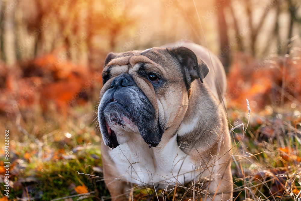 Funny beautiful classic Red English British Bulldog Dog out for a walk looking up sitting in the grass in forest on sunny day at sunset Funny beautiful classic Red English British Bulldog Dog out for a walk looking up sitting in the grass in forest on sunny day at sunset