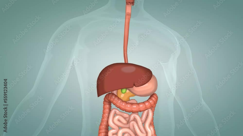 The human digestive system consists of the gastrointestinal tract plus