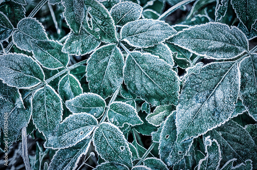 frost on leaves