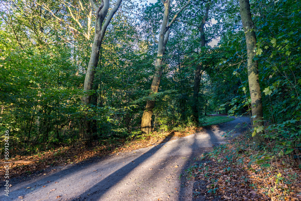 Netherlands, Hague, Haagse Bos, walking path in a forest Netherlands, Hague, Haagse Bos, walking path in a forest