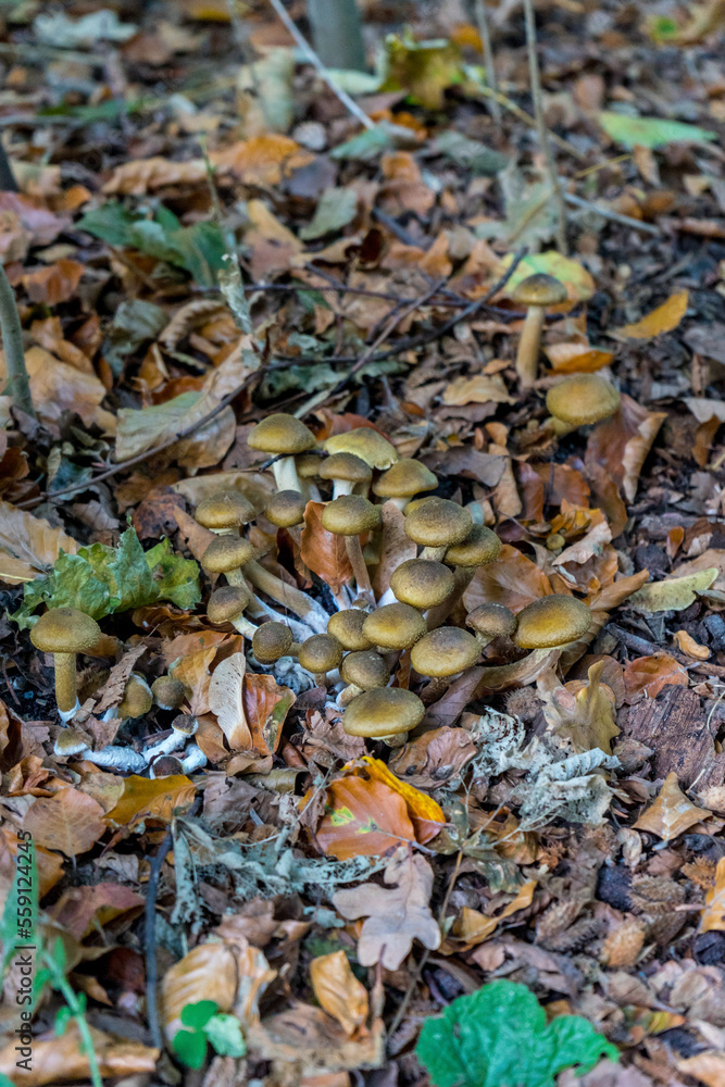 Netherlands, Hague, Haagse Bos, fungus fungii mushroom growing Netherlands, Hague, Haagse Bos, fungus fungii mushroom growing