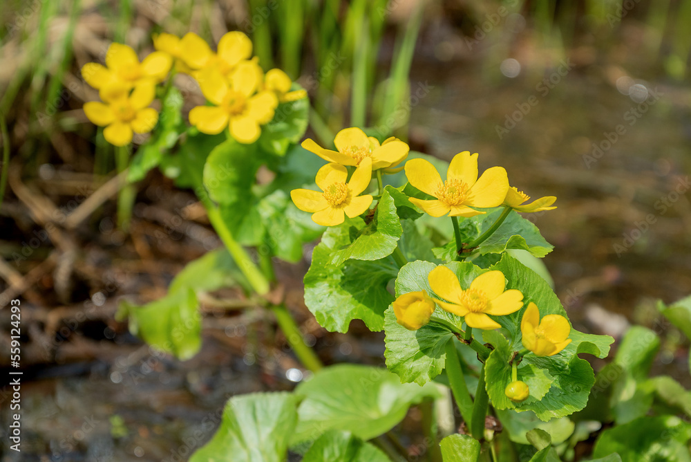Fototapeta premium yellow Caltha flower blooming in spring forest