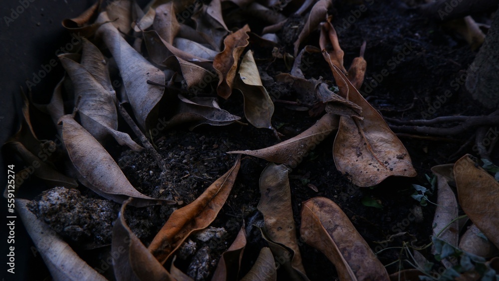 Dying fallen leaves in brown on wet soil land. Photographed from above. Dying fallen leaves in brown on wet soil land. Photographed from above.
