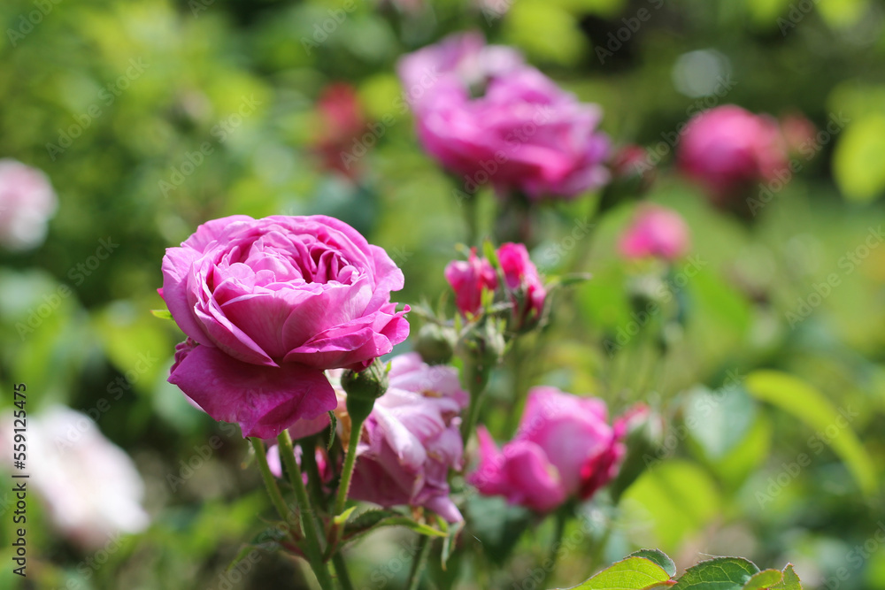 Pink English roses in the garden. Jardim Botânico do Porto, Portugal