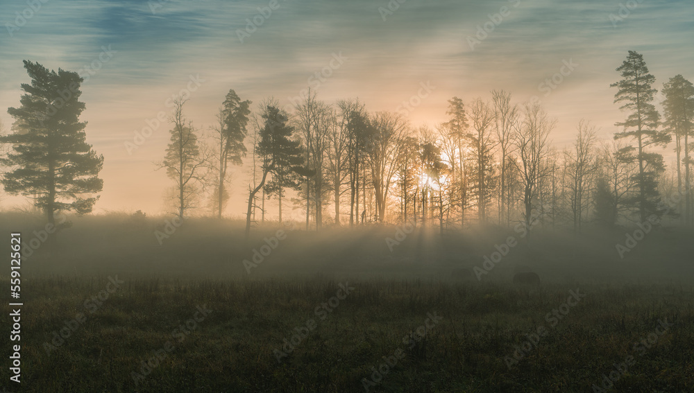 Sunrise with fog through forest with sun rays. Nature background