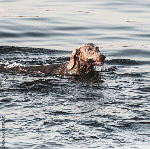 dog in water  the Short Haired Pointer