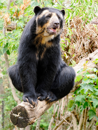 Andean bear (Tremarctos ornatus) also known as the spectacled bear, and sitting on a tree branch and seen from front photo