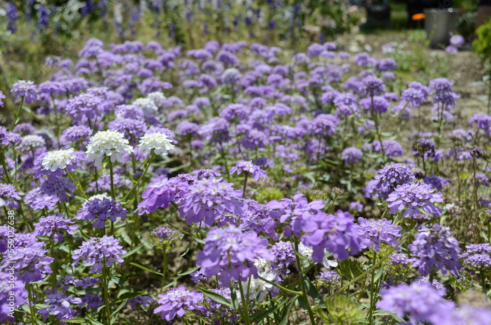 Naklejka premium Iberis umbellata. Garden candytuft. Globe Candytuft.