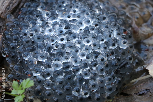 Bild auf Leinwand Froschlaich