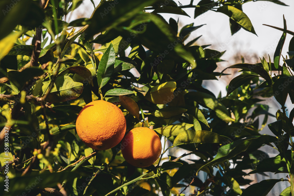 Bright ripe oranges on tree surrounded by green lush leaves Bright ripe oranges on tree surrounded by green lush leaves