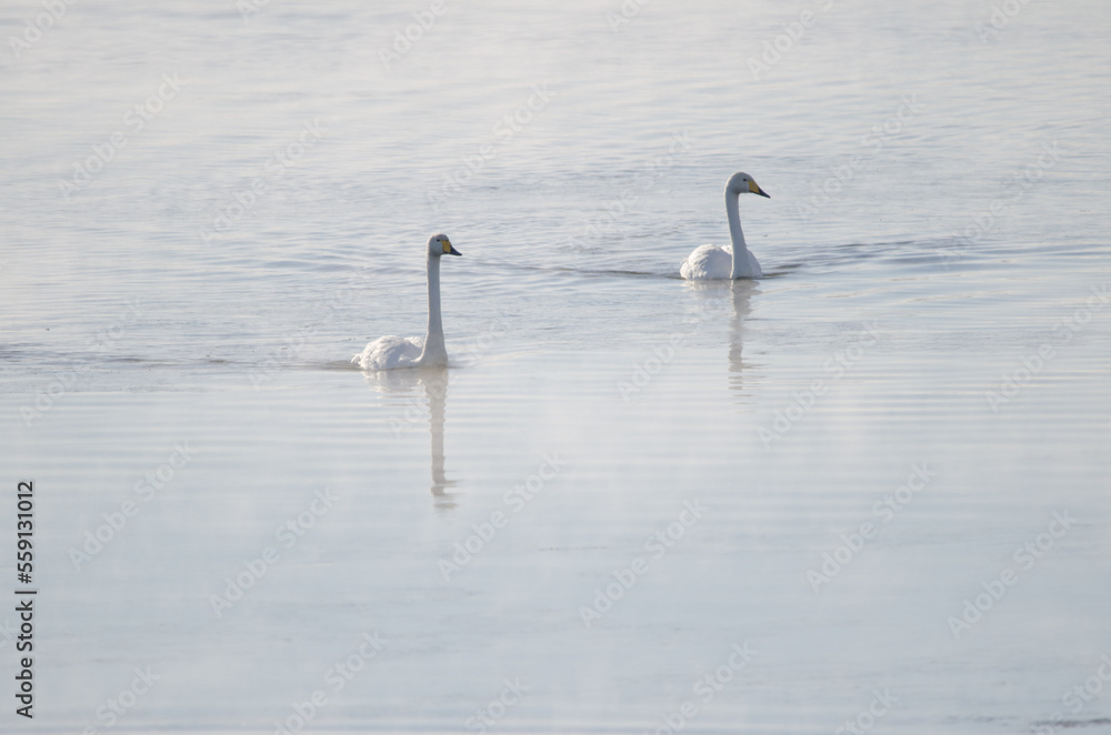 Whooper swans Cygnus cygnus on the Kushiro River. Kushiro. Hokkaido. Japan. Whooper swans Cygnus cygnus on the Kushiro River. Kushiro. Hokkaido. Japan.