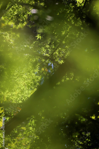 夏の林の青もみじ © 鮎美 山本