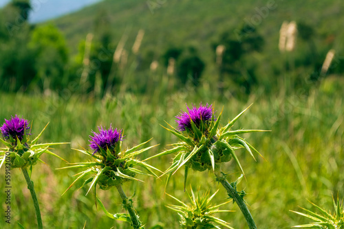 Thistle flower bloom in purple color in Attika  Greece