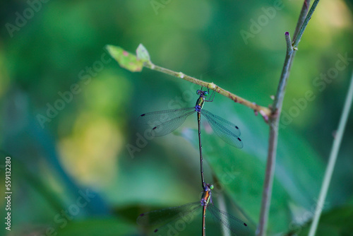 Wallpaper Mural 林の中の昆虫　二匹のトンボ Torontodigital.ca