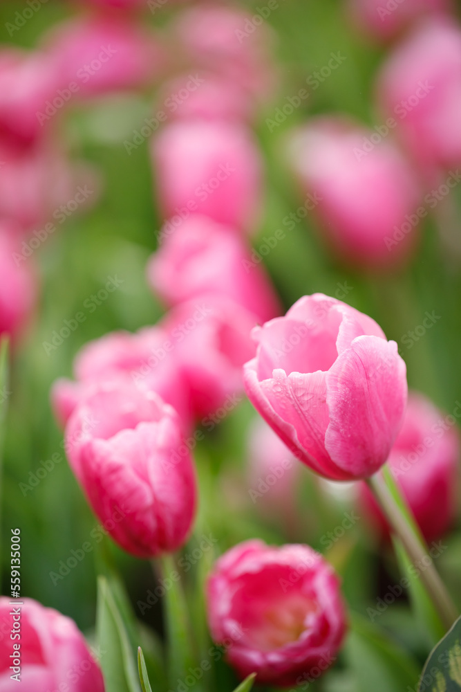 Closeup nature view of colorful tulips flowering in the garden Closeup nature view of colorful tulips flowering in the garden