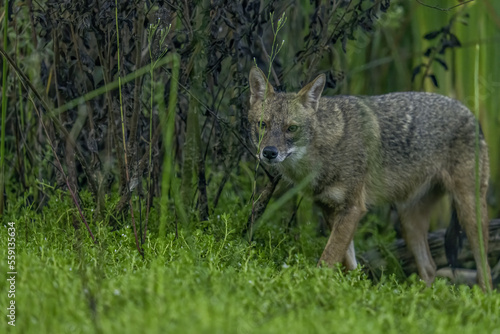 black backed jackal