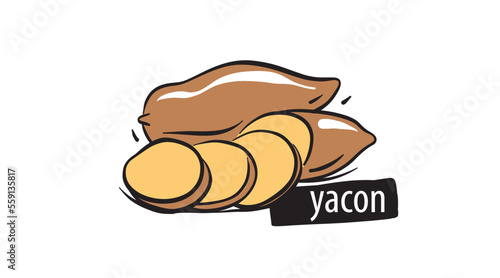 Drawn yacon isolated on a white background