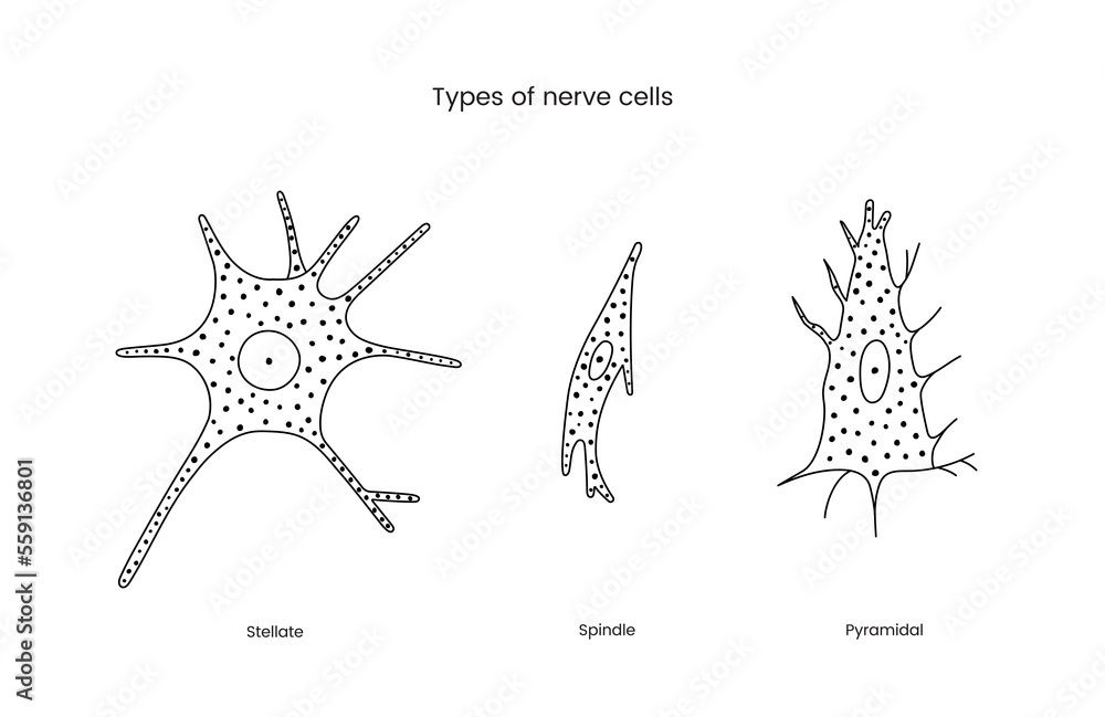Types of nerve cells set of line icons in vector, illustration neurology includes stellate and spindle, pyramidal. - obrazy, fototapety, plakaty 