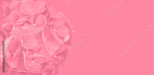 isolate hydrangea pink close up macro photography banner format with space for text