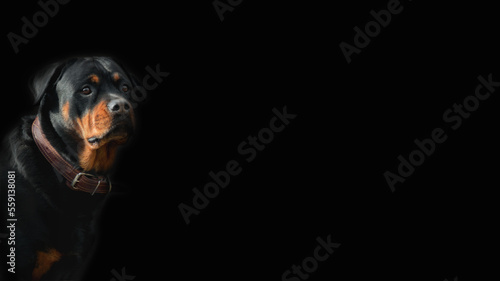 head of a Rottweiler breed dog on a dark background - portrait, looking with alertness into the distance, selective focus