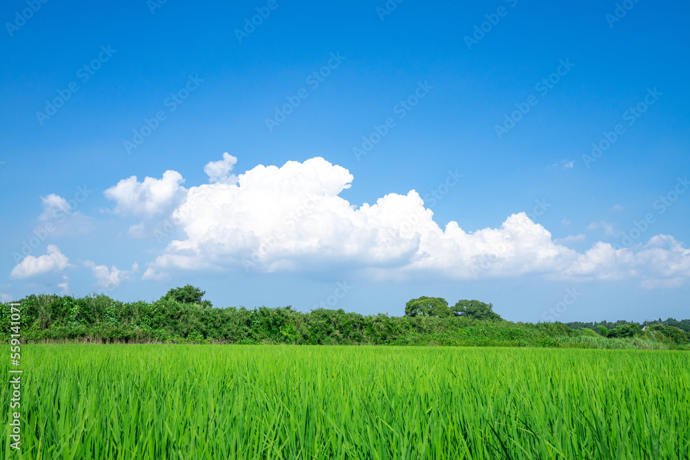 Obraz premium 田園風景