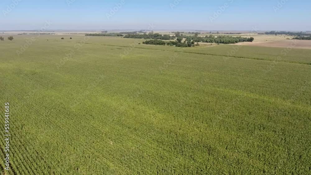 Aerial view of green cornfields in the freestate province of south africa Aerial view of green cornfields in the freestate province of south africa