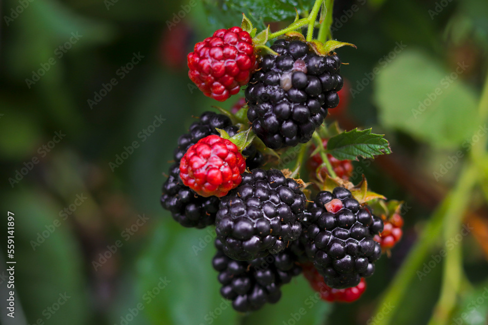 Delicious blackberries on a green branch in the garden Delicious blackberries on a green branch in the garden