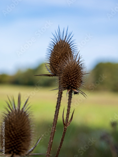 Brown dry spiky flower of Dipsacus plant with blurred background